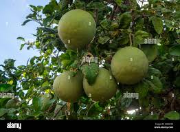 Big Round Pomelo Tropical Citrus Fruits Hanging On Trees On Pomelo Plantations Stock Photo Alamy