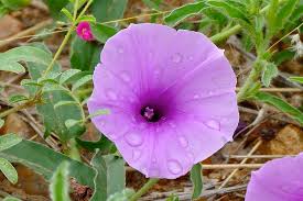 Image result for Ipomoea crassipes