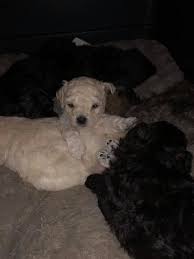 Browse thru our id verified puppy for sale listings to find your perfect puppy in your area. Texas Darling Maltipoo Puppies Home Facebook