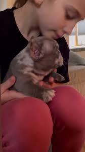 Pork-chop 💙 Fendi x Mewtwo 🌱produced and owned by us. NFS Lilac Merle big  head, compact and low just the way we like em 🙌🏻 #cruluvfrenchies  #cruluv_line_frenchies #dogs #dogsofinstagram #dog ...