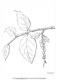 Poison Ivy Coloring Pages Free Plants Coloring Pages Kidadl Poison ivy coloring page i recently finished. kidadl