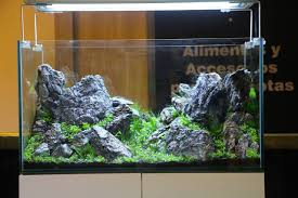 Simon Estades Fish Corner Iwagumi Challenge 2015 Aquascape Aquarium Challenges