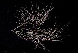 Image result for Aristida meridionalis