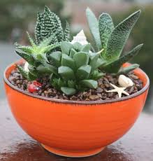 Pin By Green Things On Container Gardening Hanging Baskets Succulents Plants Succulents Garden