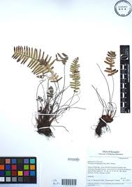 Image result for Lellingeria