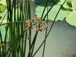 Image result for Schoenoplectus sp.no.3