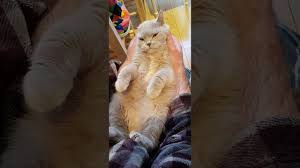 Photography ©piranka | istock / getty images plus. British Shorthair Cat Lilac Tortie Youtube