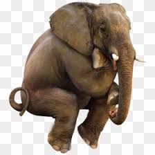 Transparent Background Elephant Png Png Download 650x787 Png Dlf Pt 1,773 transparent png illustrations and cipart matching elephants. transparent background elephant png