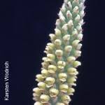 Image result for Corycium dracomontanum