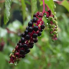 Image result for Phytolacca