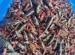 Harris Brake lake fishing