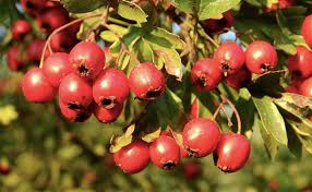 Azerolier Crataegus Azarolus Epine D Espagne Plantation Culture