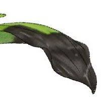 エビネ病害虫の防除 蘭裕園