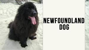 Find newfoundland puppies and breeders in your area and helpful newfoundland information. Newfoundland Dog Breed Information And Interesting Facts Petmoo