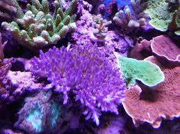 Pin On Orphek Aquarium Led Lighting