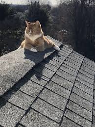 Https Www Facebook Com Dougmarkproductions Pretty Cats Animals Beautiful Cats