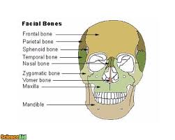 Can you learn the names of your major bones? Bones Of The Human Skull Scienceaid