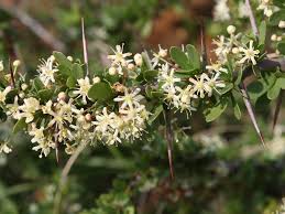 Image result for Gymnosporia glaucophylla
