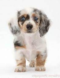 Double Dapple Dachshund Puppies For Sale Petsidi