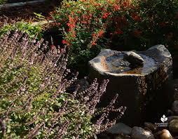 Image result for Salvia coccinea