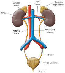 Sistem urinaria terdiri atas ginjal, ureter, kandung kemih, dan uretra. Http Eprints Aiska University Ac Id 502 1 Modul 20praktikum 20anatomi 20sistem 20urinaria Pdf