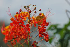 Maybe you would like to learn more about one of these? Plant Now For October Butterflies Rio Grande Valley Chapter Texas Master Naturalist