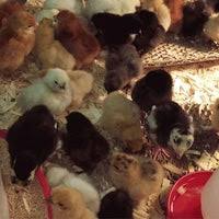 Restaurants near the goffle grill. Goffle Road Poultry Farm 11 Tips From 269 Visitors