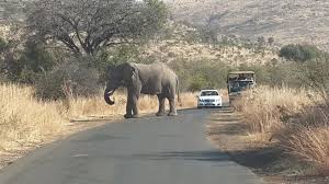 Elephant Crossing The Road South Africa Elephant Africa