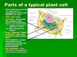 Check spelling or type a new query. Life Science Chapter 1 Part Ppt Download