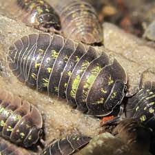 pin by marco antonio on isopoda arthropods invertebrates
