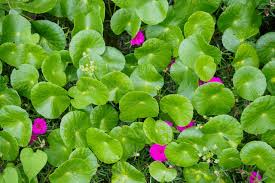 Image result for Centella asiatica