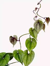 Image result for Dioscorea alata