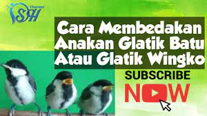 Dsh Cara Membedakan Anakan Gelatik Batu Jantan Dan Betina Youtube