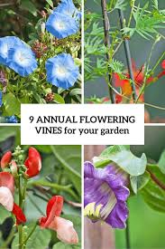 To overwinter in cold zones, cut plants back to 6 inches, dig and drop into a pot. 9 Best Annual Flowering Vines For Your Garden Gardenoholic
