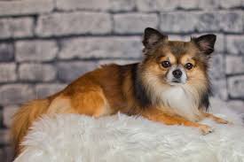 Some of the colors and markings are not officially acknowledged as the breed's standard by dog organizations. Information About Long Hair Chihuahua Breed Pets Nurturing
