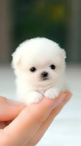 #cute #miniature #mini #puppies #love #baby #강아지