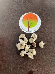 Image result for Tabernanthe elliptica