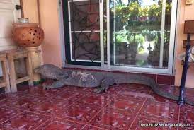 Maybe you would like to learn more about one of these? Video Biawak Gergasi Cuba Ceroboh Rumah Sentiasa Panas