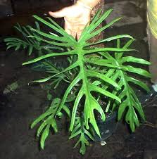 Image result for Monotes elegans