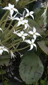 Image result for Kalanchoe marmorata