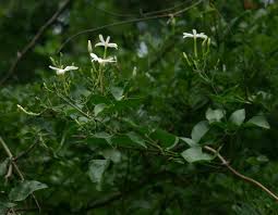 Image result for Jasminum fluminense