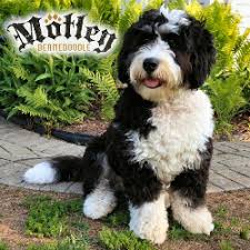 Find a bernedoodle puppy from reputable breeders near you in california. Mini Bernedoodles Swissridge Berenedoodles