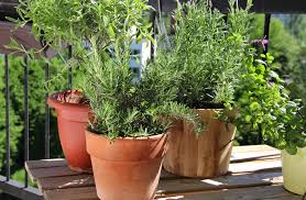 I used a trowel to get the soil nice and loose. Stuck At Home Grow An Israeli Herb Garden On Your Balcony Israel21c
