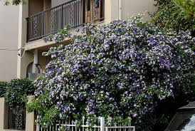 Image result for Brunfelsia australis