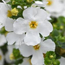 Image result for Sutera debilis