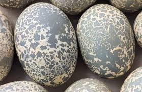 Bird Egg White With Brown Speckles Cuckoo Eggs Beautiful Texture And Color Eggs Bird Eggs Natural Texture