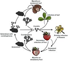 Image result for Botrytis cinerea