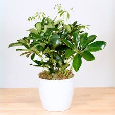 Image result for Schefflera