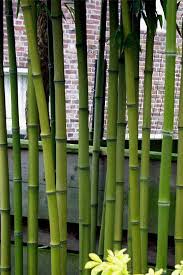 Image result for Justicia phyllostachys