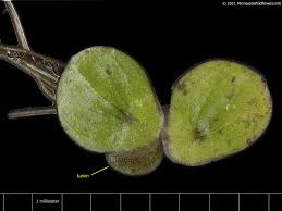 Image result for Spirodela